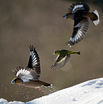 BB 10 0039 / Carduelis spinus / Grønnsisik <br /> Coccothraustes coccothraustes / Kjernebiter